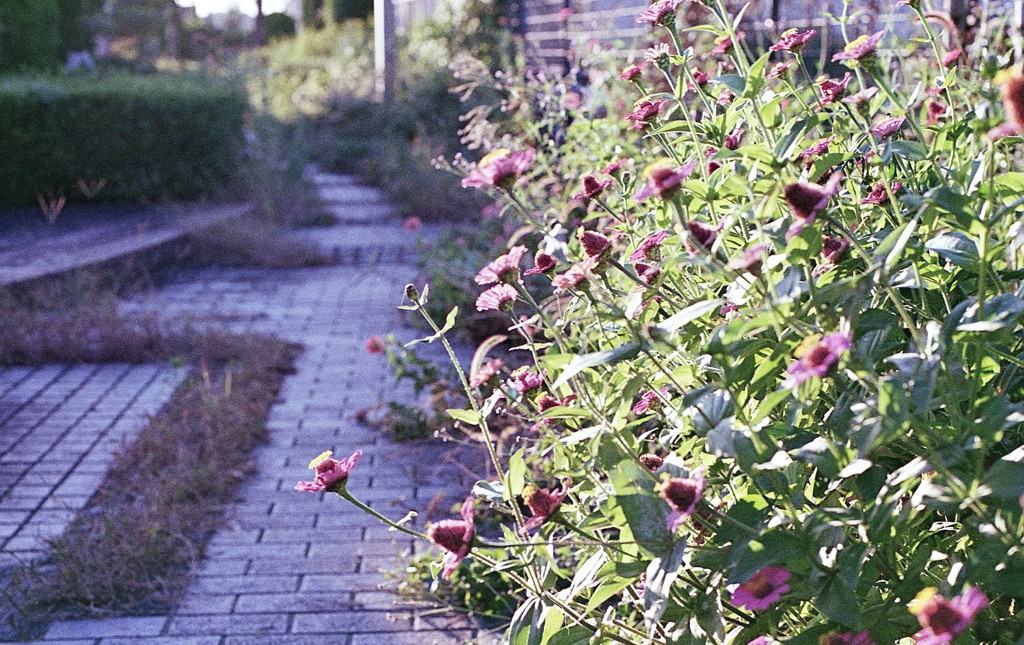 散策路の花々