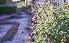散策路の花々