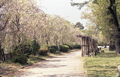 先を歩くと枝垂れ桜