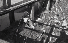 桟橋としぼむ蓮 桟橋としぼむ蓮