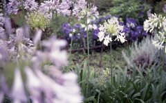 アカ、アグ、アガパンサス！（汗