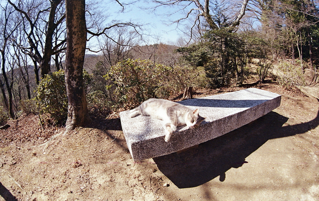 石ベンチの猫