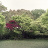 新緑輝く