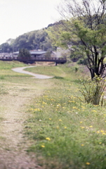 内津川のたんぽぽ