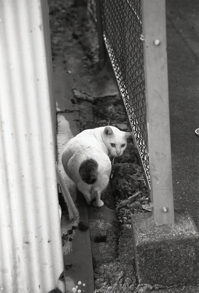 にゃんパラリと振り返る下田の猫