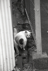 にゃんパラリと振り返る下田の猫