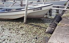 小さな漁港の古タイヤ