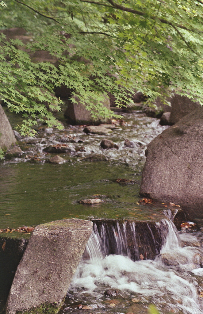水辺にかかる青紅葉