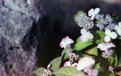 これも紫陽花なんだろな。 これも紫陽花なんだろな。