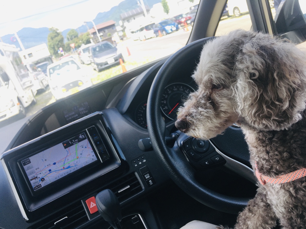 恐竜博物館に着きましたがっ、がっ、がっ…(汗