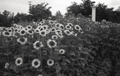 ソフィアローレンの「ひまわり」