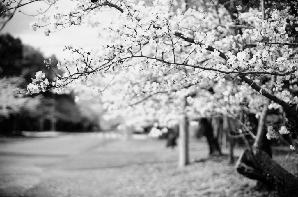 モノクロームな王子の桜 by Canon A-1Ⅲ