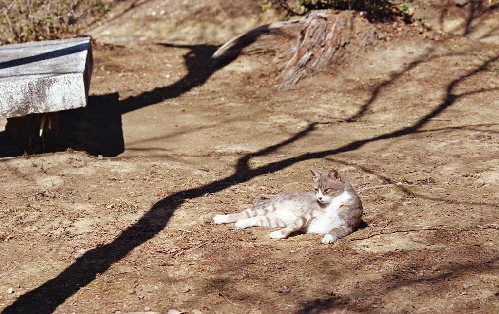 山土に木影と猫