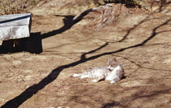山土に木影と猫