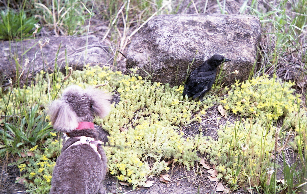 散歩途中にカラスの子