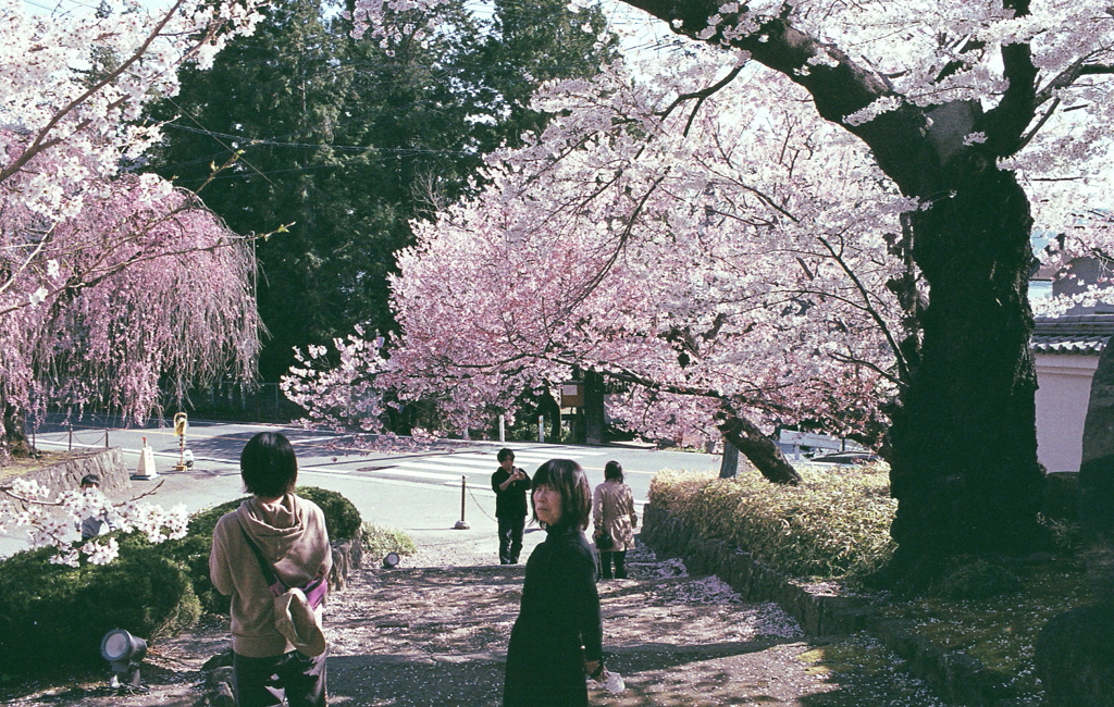 満開桜に集う人々