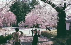 満開桜に集う人々