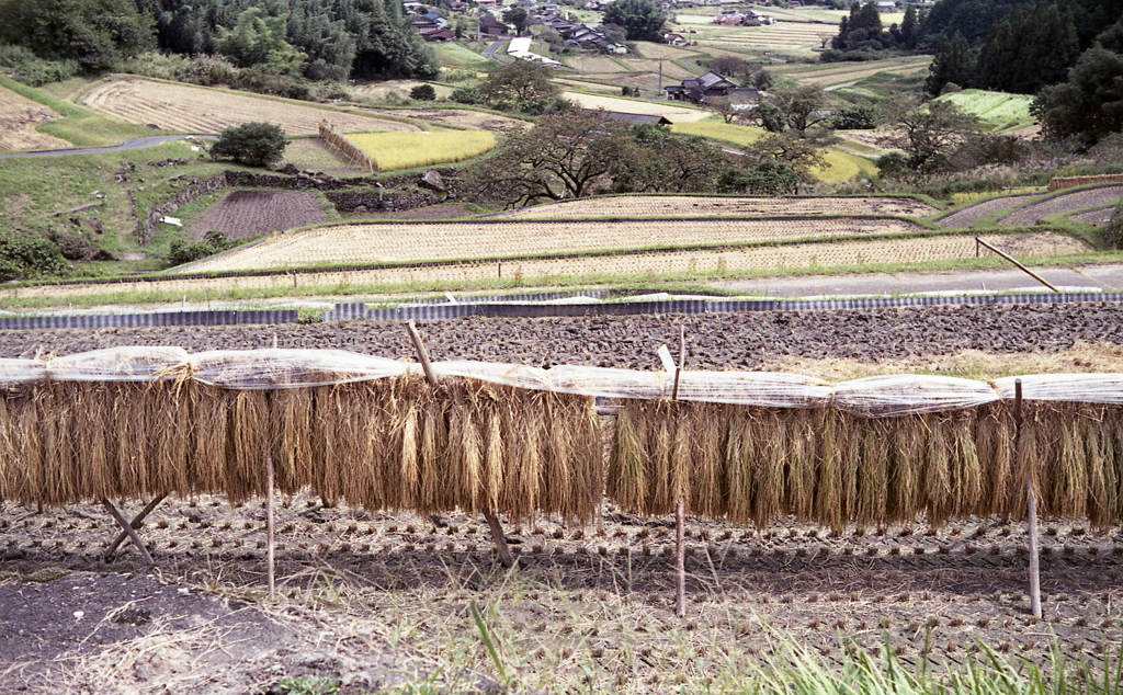 稲架掛けの米が食べてみたいな。
