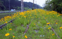 廃線と黄色い外来種