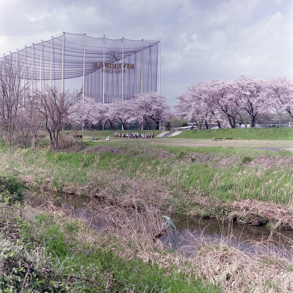 内津川の桜並木