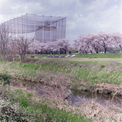 内津川の桜並木 内津川の桜並木