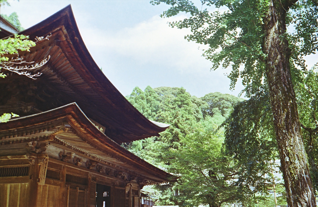 夏の定光寺