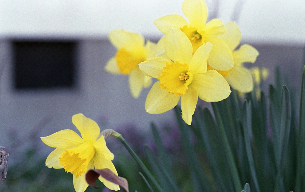 いつか撮った花々