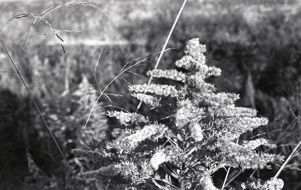 セイタカアワダチソウのその後　～マリ散歩で…