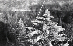 セイタカアワダチソウのその後 ~マリ散歩で… セイタカアワダチソウのその後 ~マリ散歩で…