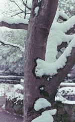 雪被る樹木