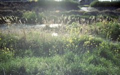 逆光の菜の花　～マリ散歩の写真日記