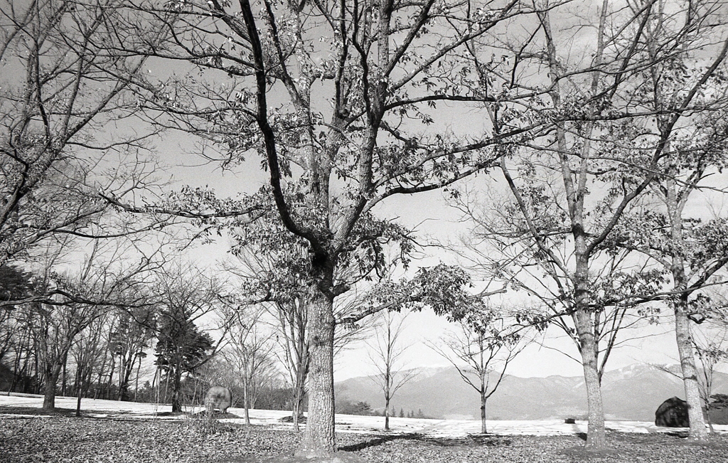 木々も美しく感じる冬の東御・芸術むら公園