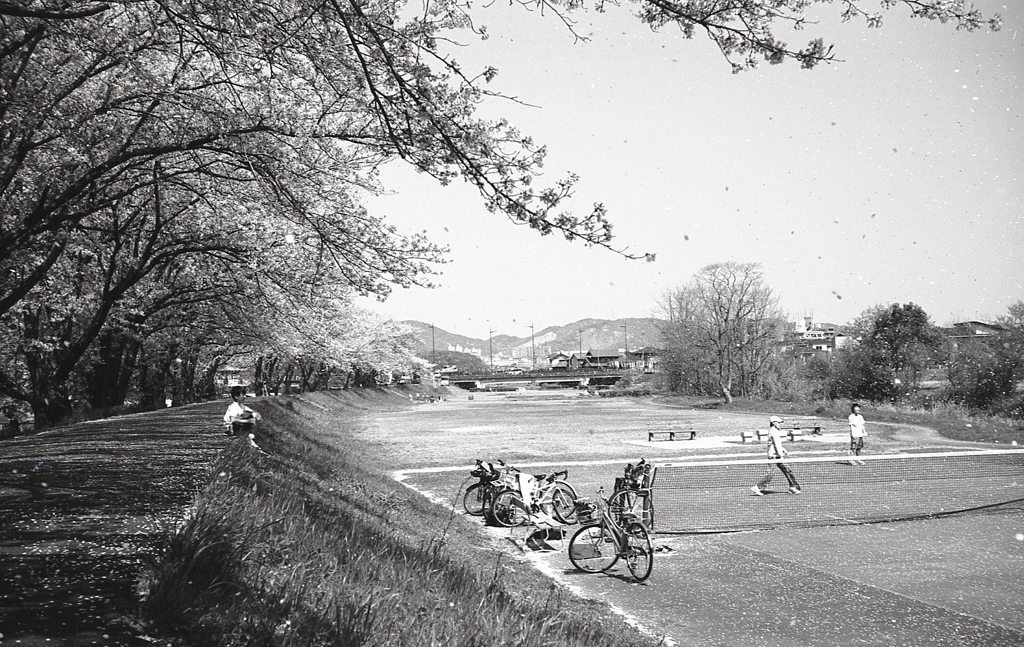 散り花にボール追う少年たち