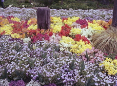 賑やかに、そして春色に咲く花々