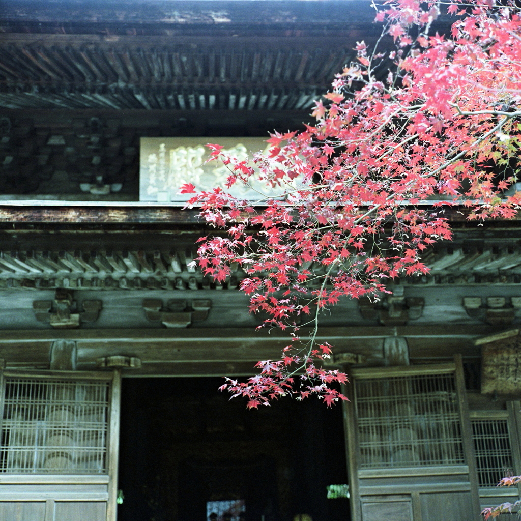 本堂にかかる赤紅葉