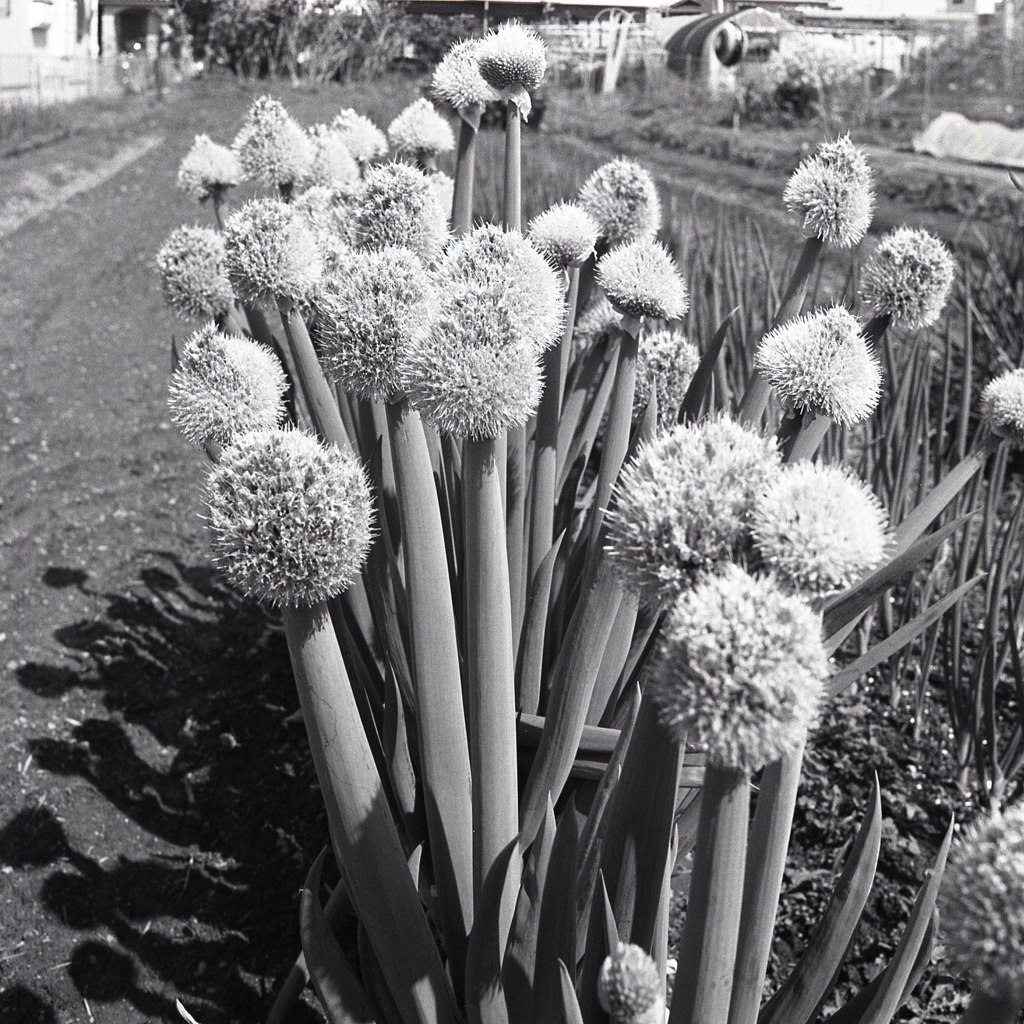 ネギ坊主の学級写真