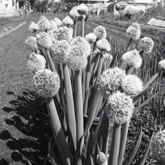 ネギ坊主の学級写真