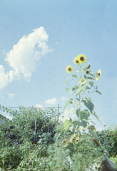 夏の陽射しに似合う向日葵の花