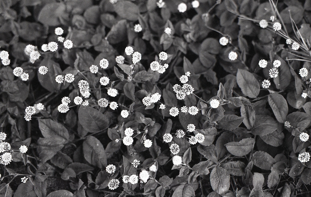 カラーネガでなく残念でした。　～マリ散歩で…