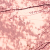 桜色のシャドウ
