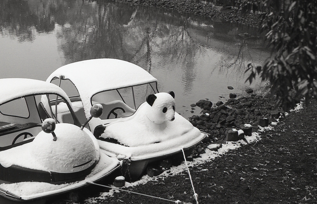 寒そうなパンダ