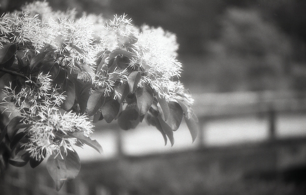 どんなもんじゃ（笑　～モノクロフィルムPSフィルター試写