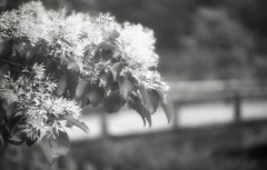 どんなもんじゃ（笑　～モノクロフィルムPSフィルター試写