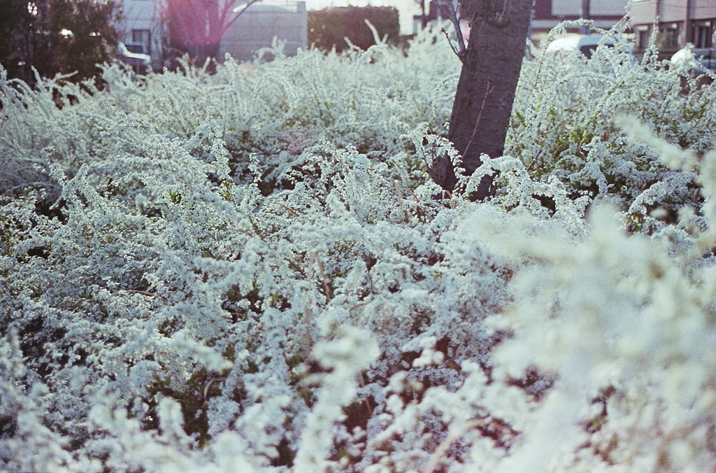 満開に白く咲くユキヤナギ