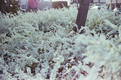 満開に白く咲くユキヤナギ