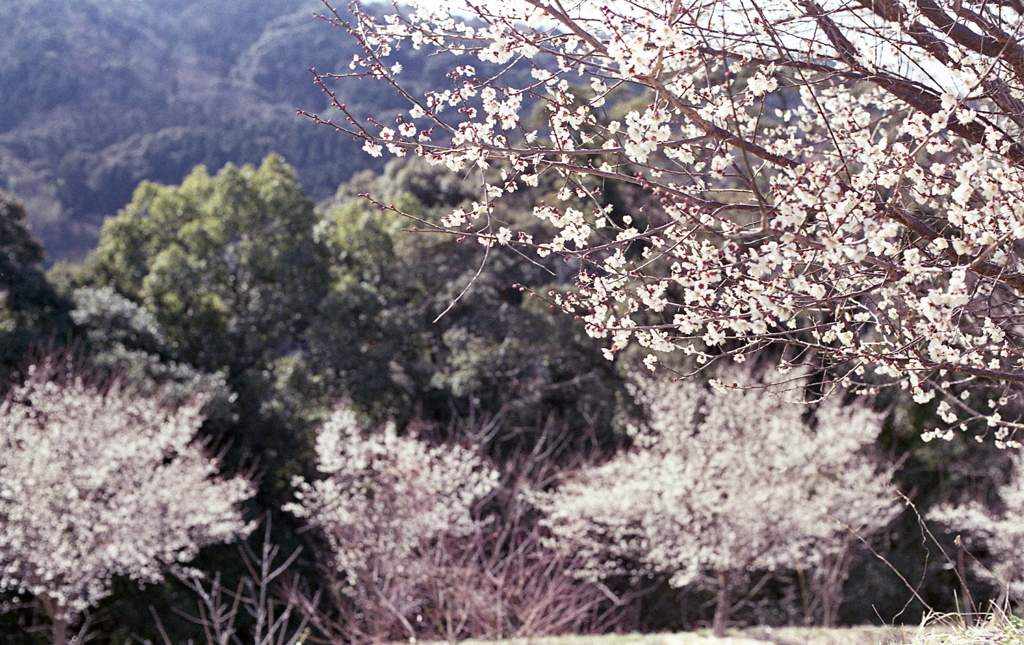 定光寺展望台の桜Ⅱ　～2021年3月撮影