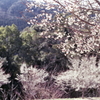 定光寺展望台の桜Ⅱ　～2021年3月撮影