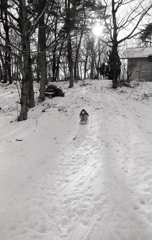 芸術むら公園の傾斜でそりを滑る孫