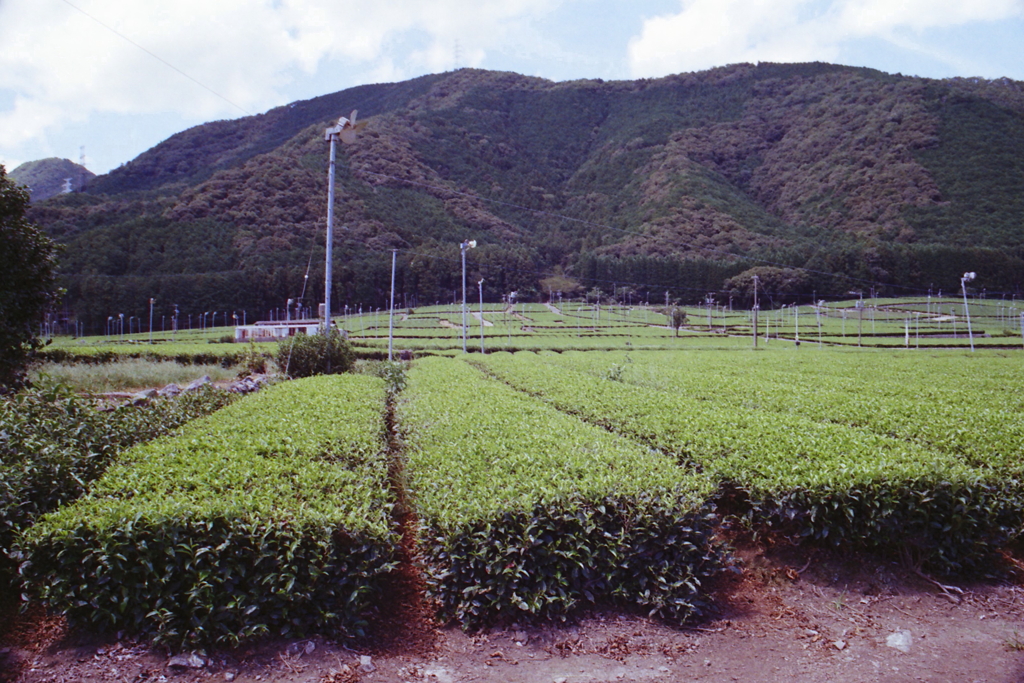 山裾に広がる緑の茶葉