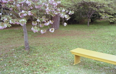 八重桜と黄色いベンチ